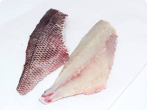 Pacific Red Snapper