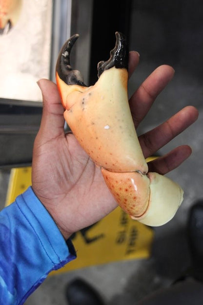 Fresh Bahamian Stone Crab