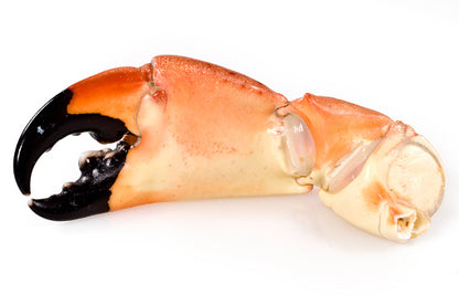 Fresh Bahamian Stone Crab